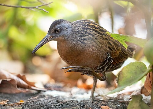 Virginia rail